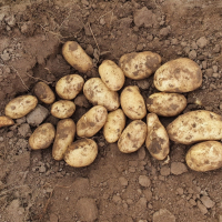 2023 witte julia aardappelen